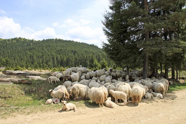 Een kudde schapen — Stockfoto
