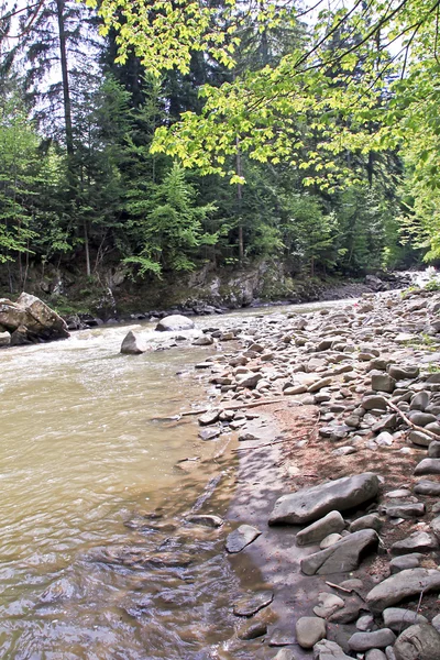 Mountain creek — Stock Photo, Image