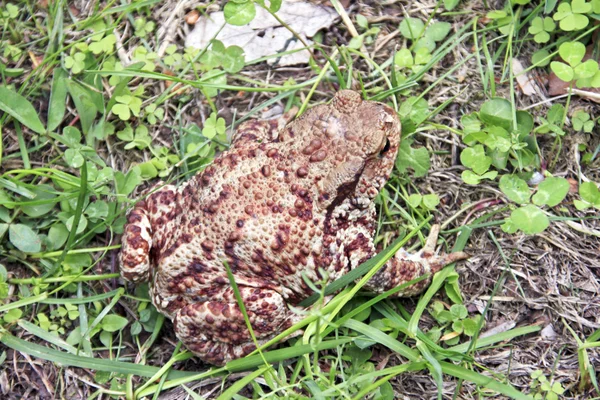 Common toad — Stock Photo, Image