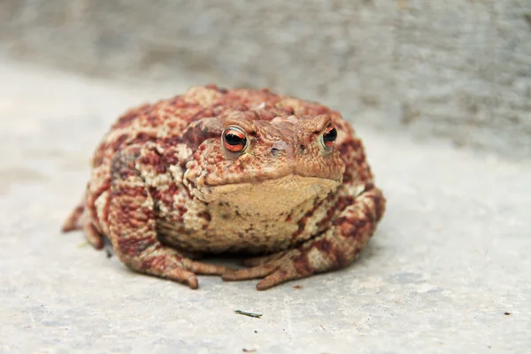 Большая жаба — стоковое фото