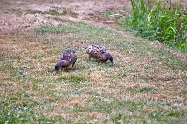 Dwa dzikie kaczki — Zdjęcie stockowe