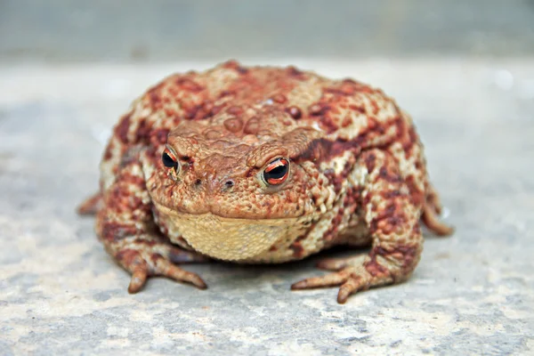 Большая жаба — стоковое фото