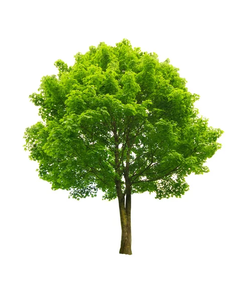 绿树 — 图库照片