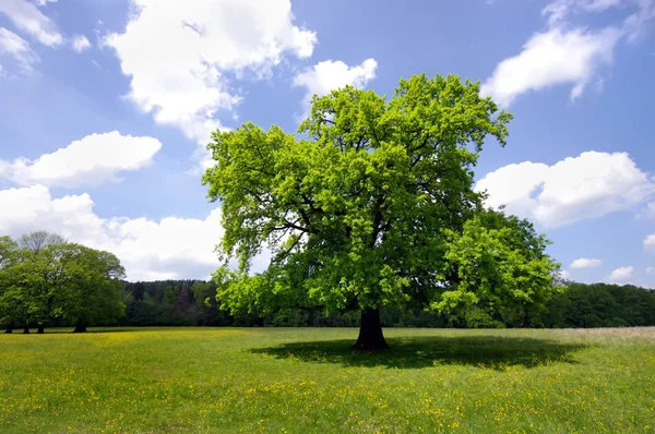 stock image Tree in nature