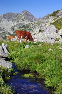 Alpine mera üzerinde inek