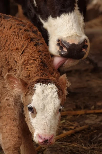 Cow licking calf — Stock Photo, Image