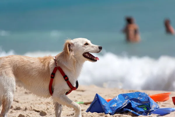 stock image Dog rescue