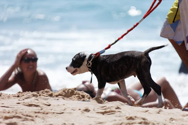 Dog Rescue Day on the beach — Stock Photo, Image