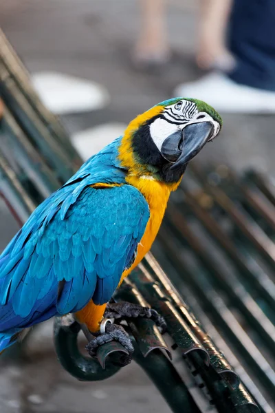 stock image Macaw parrot