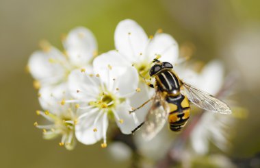 One Hoverfly Gathering Pollen. clipart