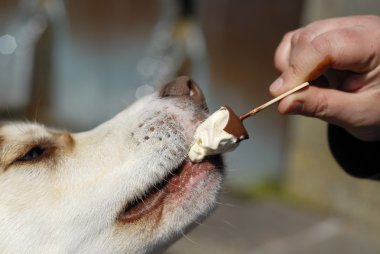 köpek yemek icream tatlı.