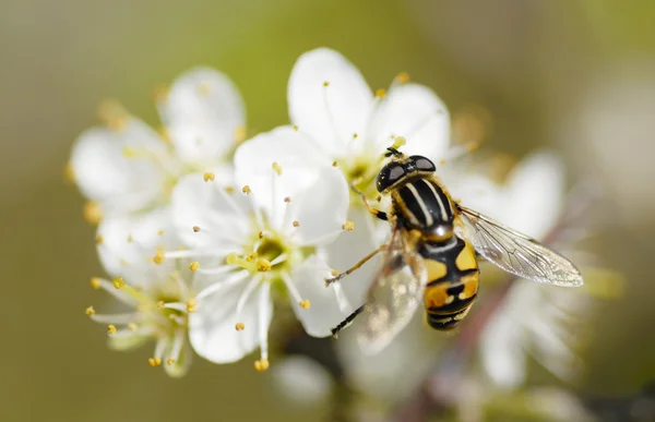 bir hoverfly toplama polen.