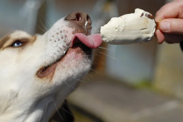 köpek yemek icream tatlı.