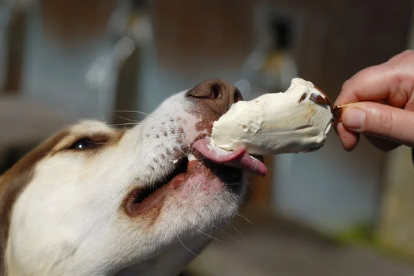 Cão comendo Icream Closeup . — Fotografia de Stock