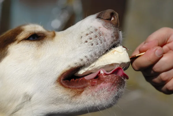 köpek yemek icream tatlı.