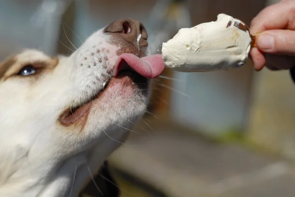 Kutya étkezési icream Vértes. Stock Kép