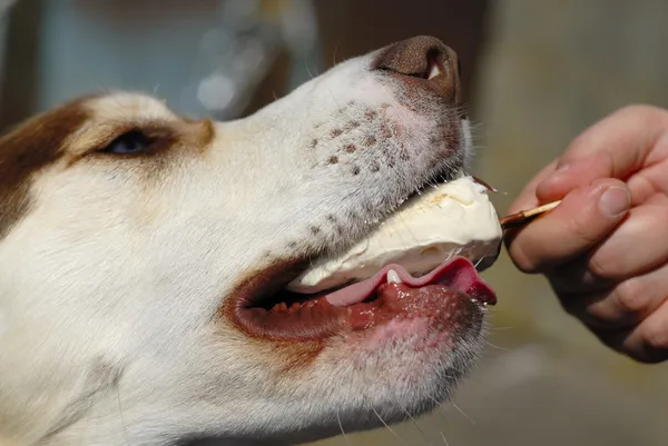 Σκύλος τρώει closeup icream. Φωτογραφία Αρχείου