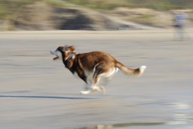 husky köpek sahilde hızlı koşma.