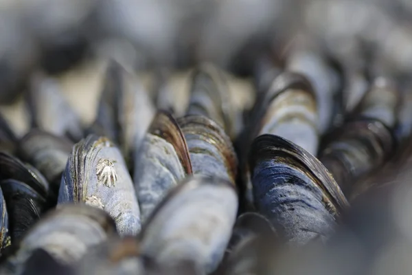 stock image Macro Mussels Insitu on Rock.