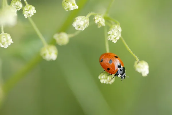 Macro Ladybird Climbing on Foliage. — Stock Photo, Image