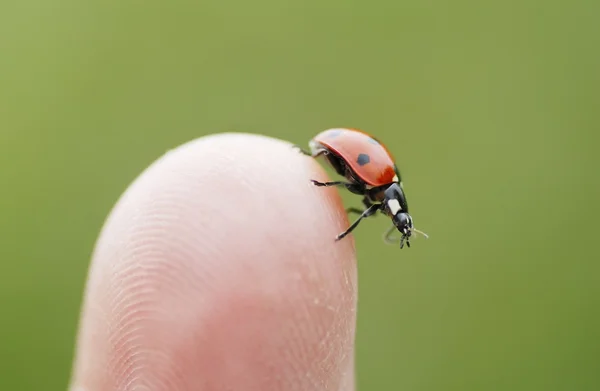 Parmak ucu üzerinde tırmanma makro ladybird. — Stok fotoğraf