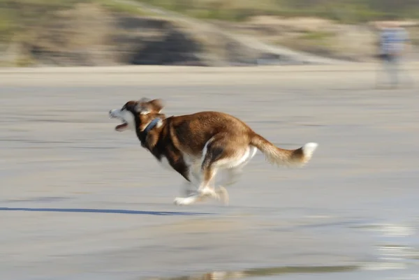 Husky hunden kör snabbt på stranden. Royaltyfria Stockbilder
