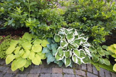 Variety of Hostas and Shrubs Along Garden Path clipart