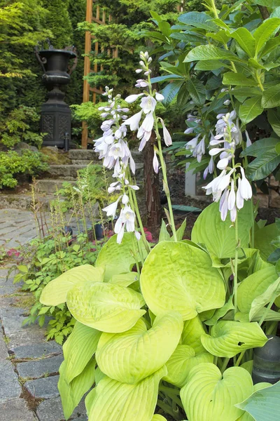 Hostas virágos kert görbe mentén — Stock Fotó