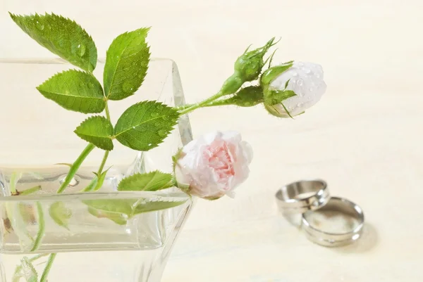 Свадебная роза — стоковое фото
