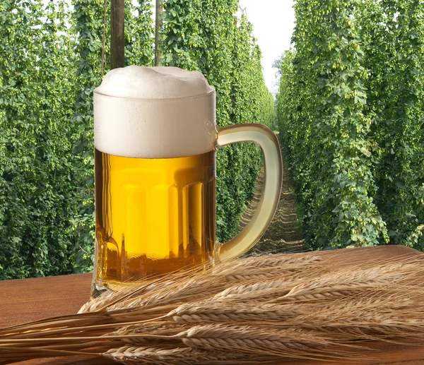 Cerveza con campo de lúpulo —  Fotos de Stock