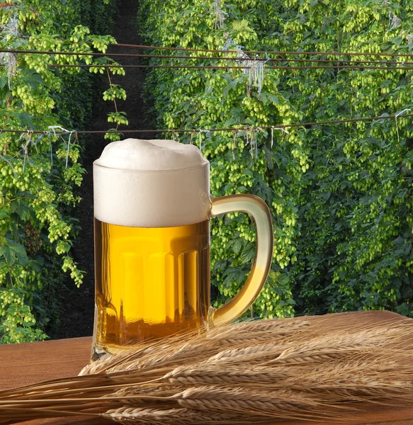 Bier mit Hopfenfeld — Stockfoto