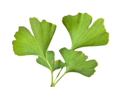 Ginkgo biloba clipart