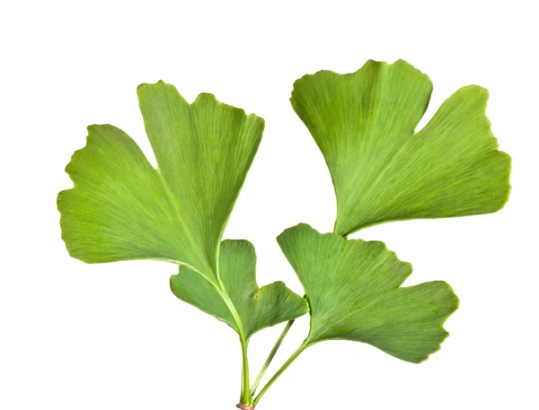 Ginkgo biloba — Foto Stock