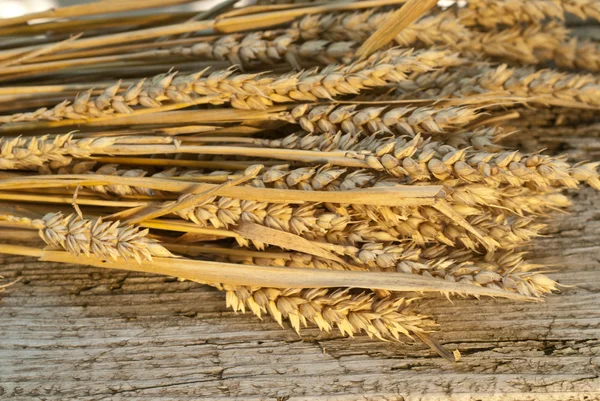 Sheaf of wheat — Stock Photo, Image