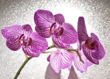 Orchid clipart