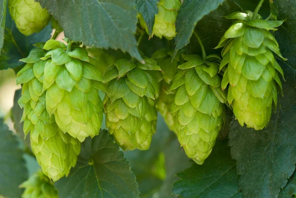 Hop kegels - grondstof voor de bierproductie van — Stockfoto
