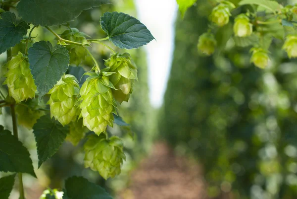 Conos de lúpulo- materia prima para la producción de cerveza —  Fotos de Stock
