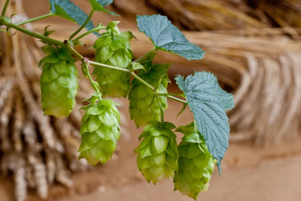 Hop cones- matéria-prima para a produção de cerveja — Fotografia de Stock