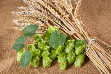 Barley with hop cones clipart