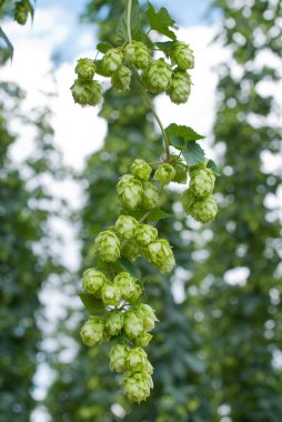 Hop cones - raw material for beer production clipart