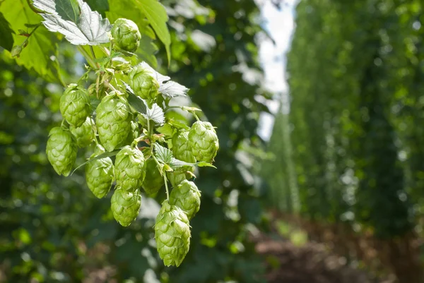 Cones de lúpulo - matéria-prima para a produção de cerveja — Fotografia de Stock