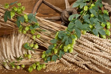 Still life with beer barley and hops clipart