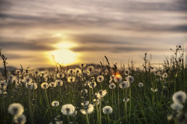 Dandelions in meadow at sunset — Stock Photo, Image