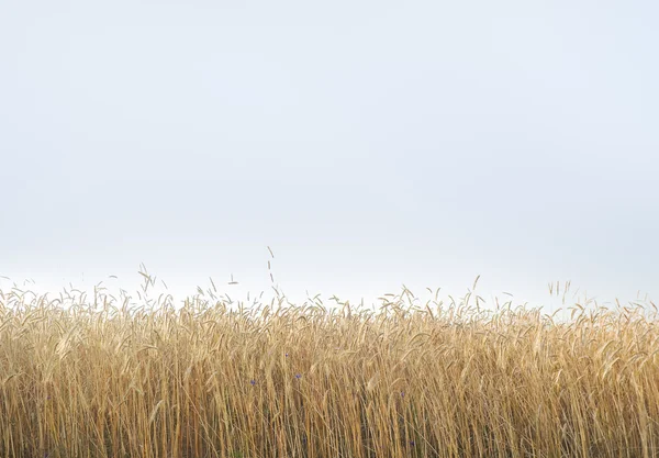 熟した穀物植物の分野 — ストック写真