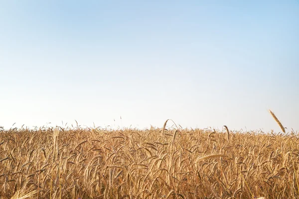 Field of ripe cereal plant — Stock Photo, Image