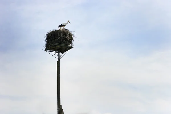 Cigüeñas en el nido — Foto de Stock