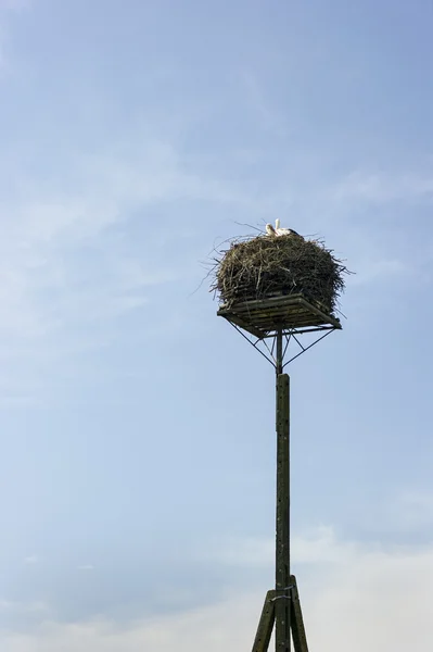 stock image Storks in the nest