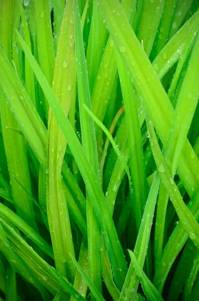 stock image Green grass background