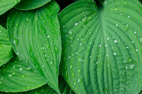 stock image Green wet leaves background