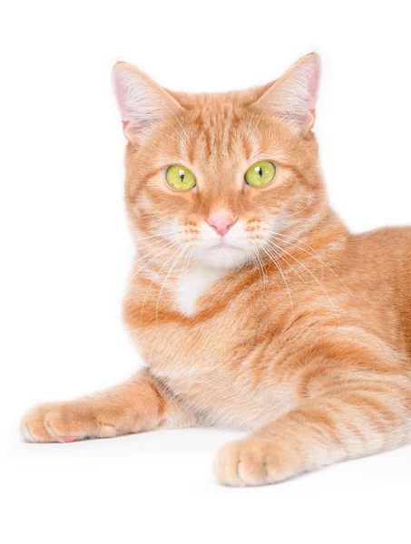 Izolované červená kočka — Stock fotografie